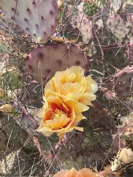 Opuntia azurea var. diplopurpurea的圖片