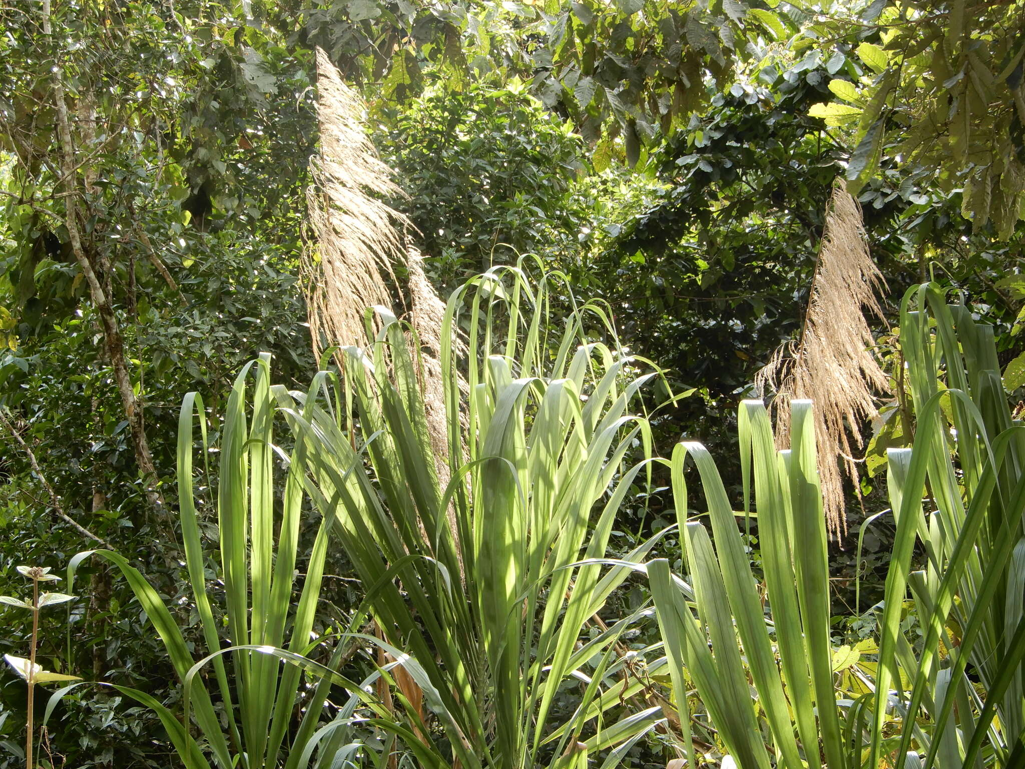 Image of wildcane