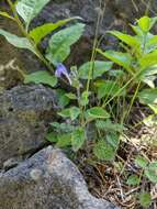 Sivun Scutellaria ovata subsp. rugosa (A. Wood) Epling kuva