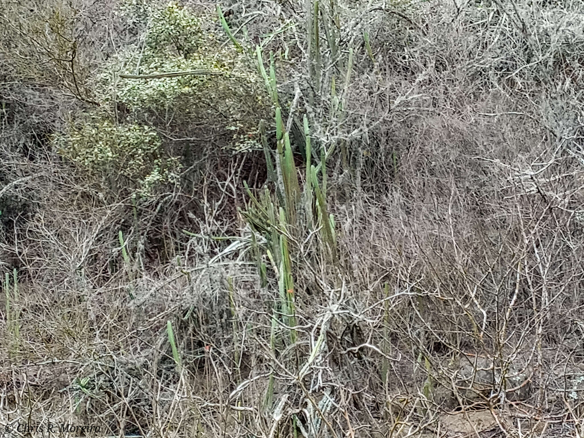 Image of Praecereus euchlorus subsp. diffusus (Britton & Rose) N. P. Taylor