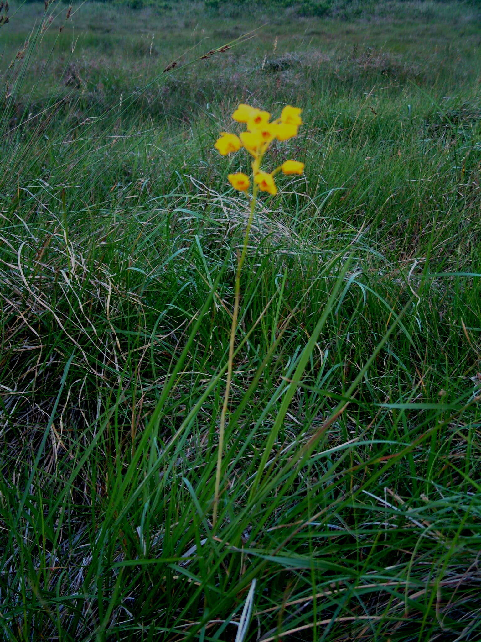 Image of Eulophia odontoglossa Rchb. fil.