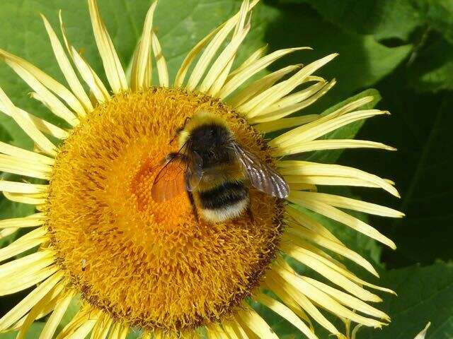 Image of White-tailed bumblebee