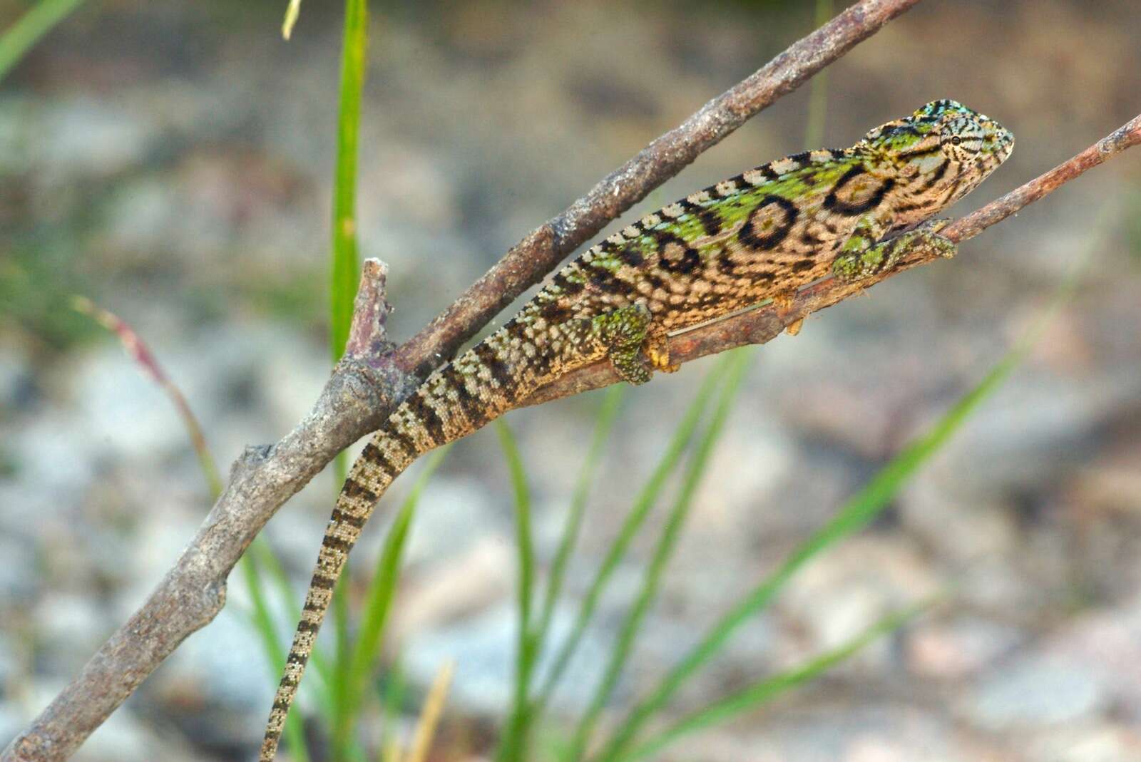 Sivun Furcifer lateralis (Gray 1831) kuva