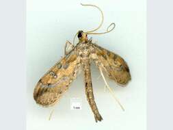 Image of Hydriris chalybitis Meyrick 1885