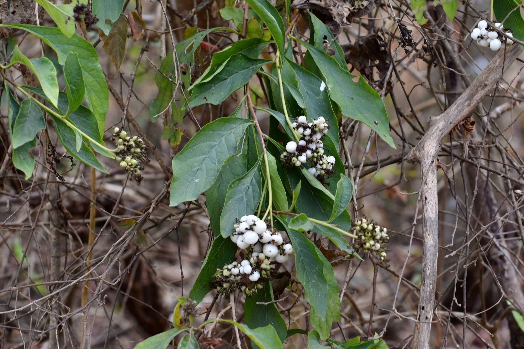 Image of Tournefortia calycina Benth.