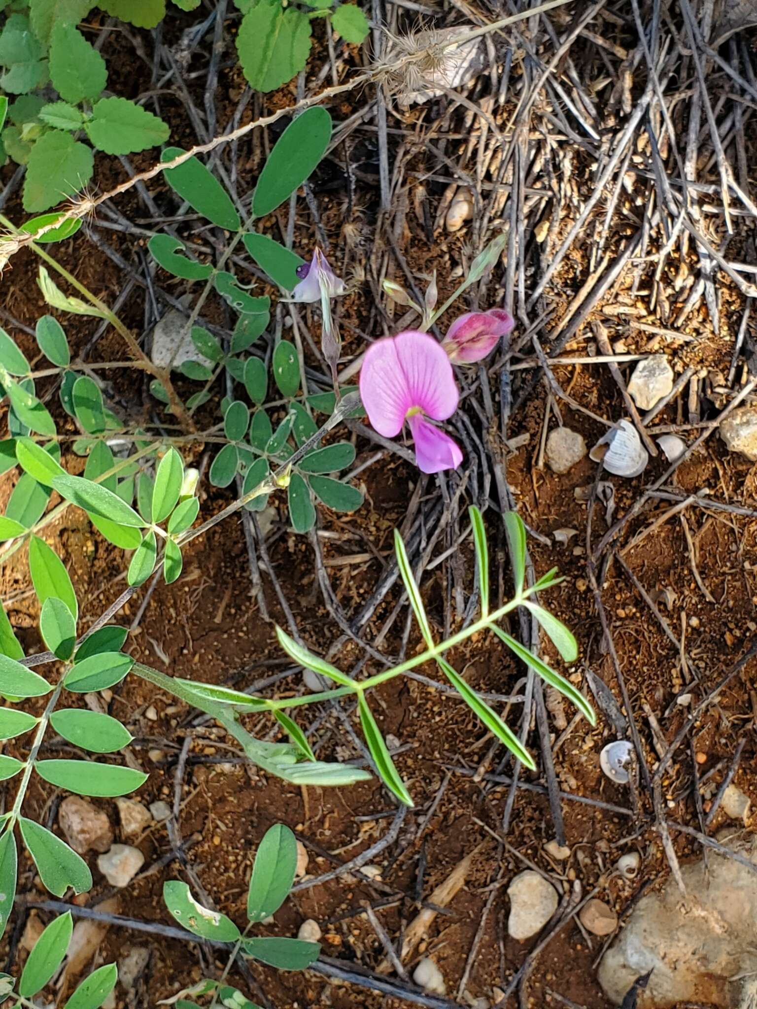 Imagem de Tephrosia cinerea (L.) Pers.