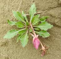 Imagem de Oenothera cespitosa Nutt.