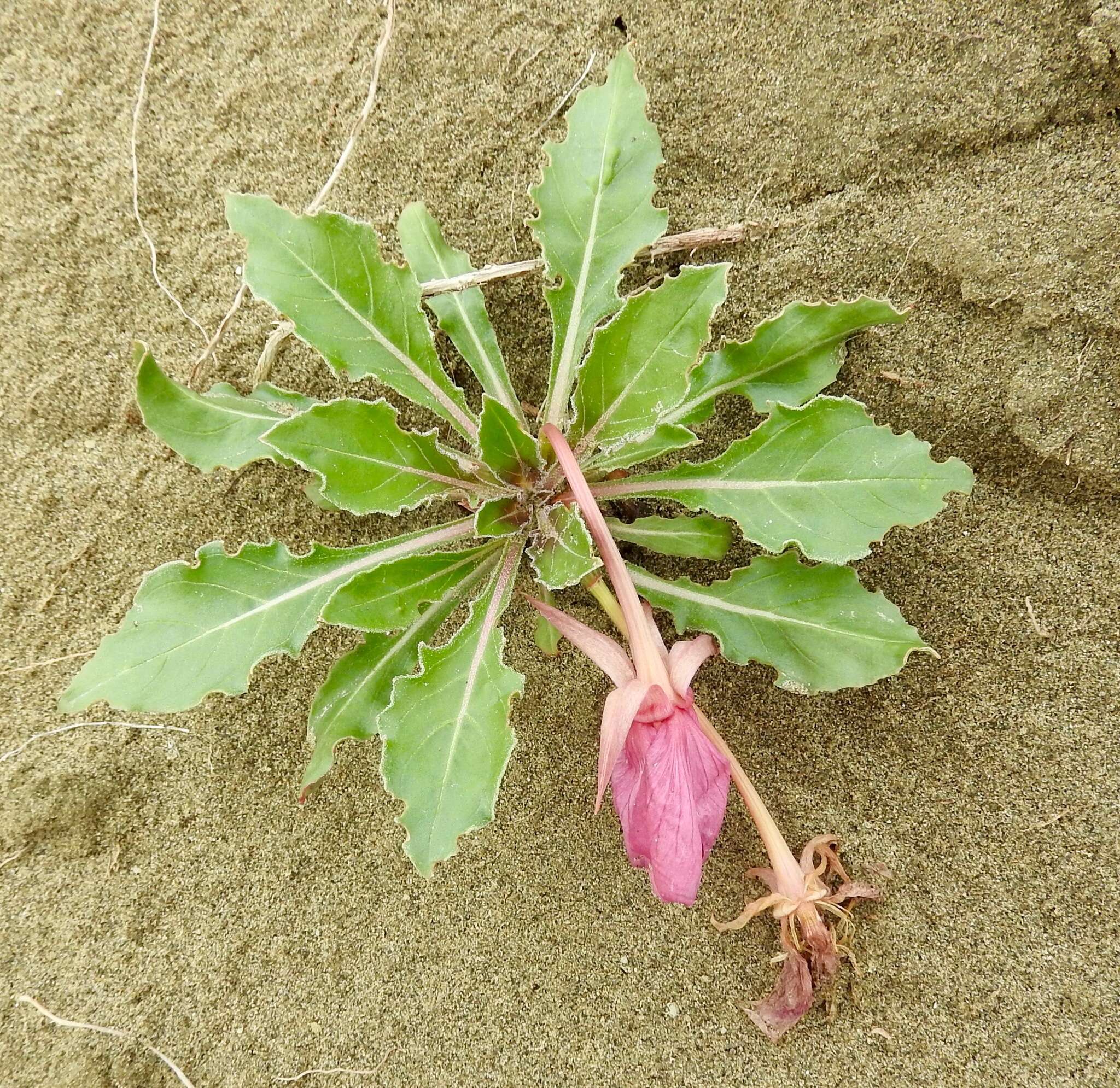 Oenothera cespitosa Nutt. resmi