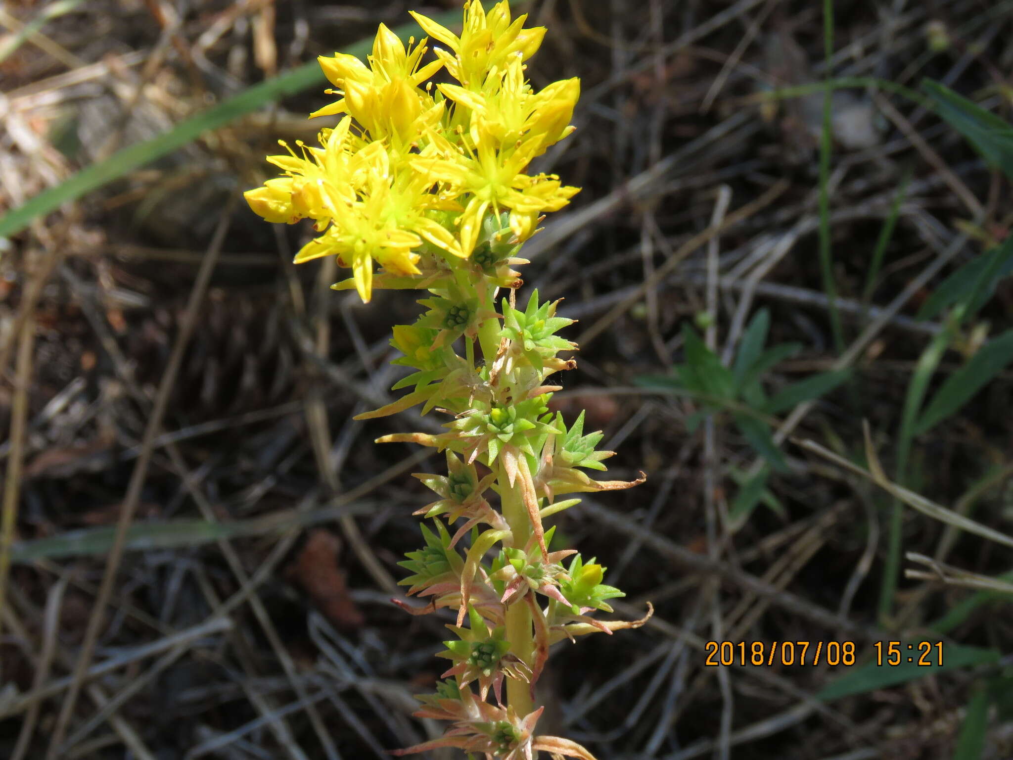 صورة Sedum stenopetalum Pursh