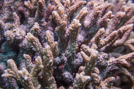 Image of spine coral