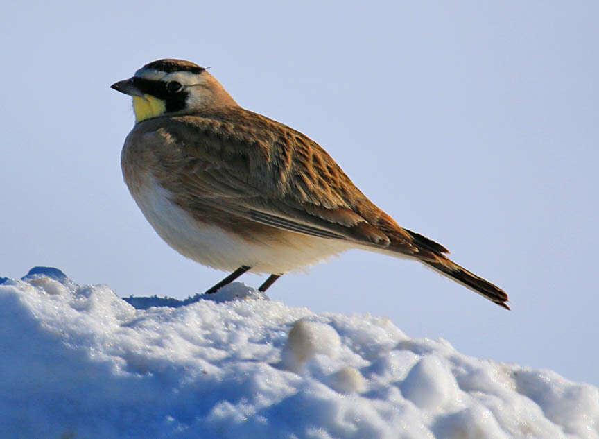 صورة Eremophila alpestris praticola (Henshaw 1884)