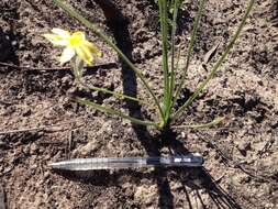 Image of Hypoxis longifolia Baker