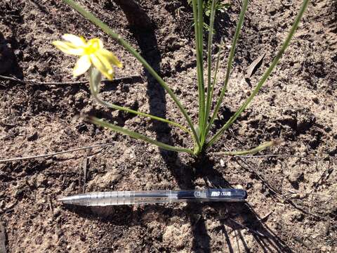 Image of Hypoxis longifolia Baker