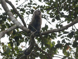 Image of Brown weeper capuchin