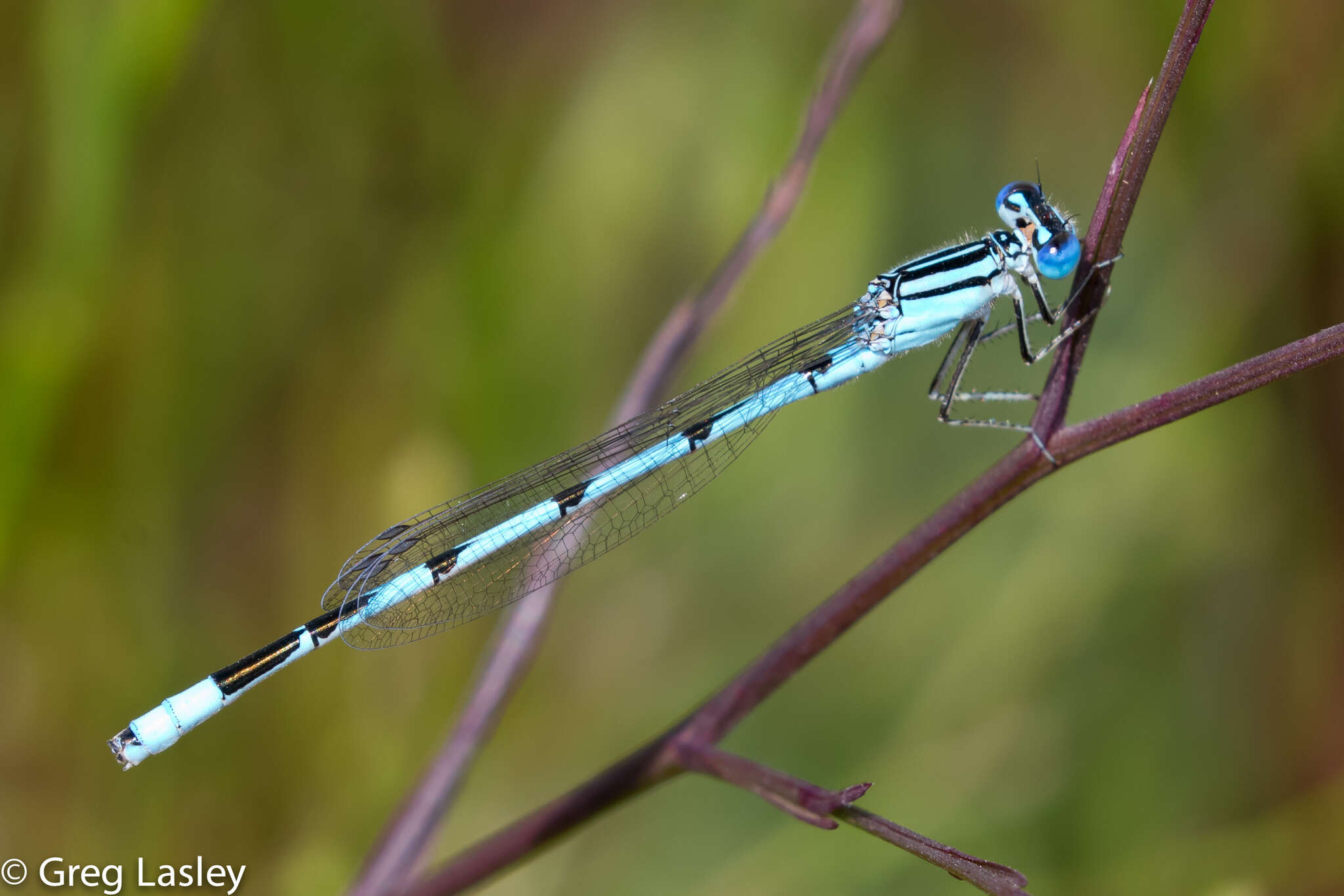 Image of Big Bluet