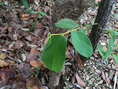 Image of Uvaria cherrevensis (Pierre ex Finet & Gagnep.) L. L. Zhou & Y. C. F. S