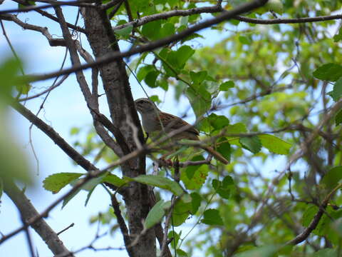 Image of Cinnamon-tailed Sparrow