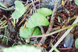 Image of Viola arcuata Bl.