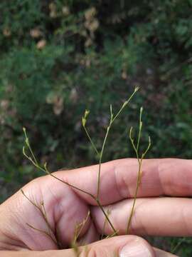 Image of Bupleurum asperuloides Heldr. ex Boiss.