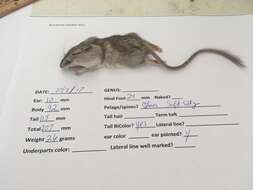 Image of long-tailed pocket mouse