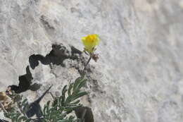 صورة Linaria supina (L.) Chaz.