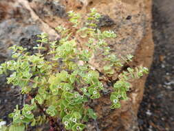 Imagem de Euphorbia amplexicaulis Hook. fil.