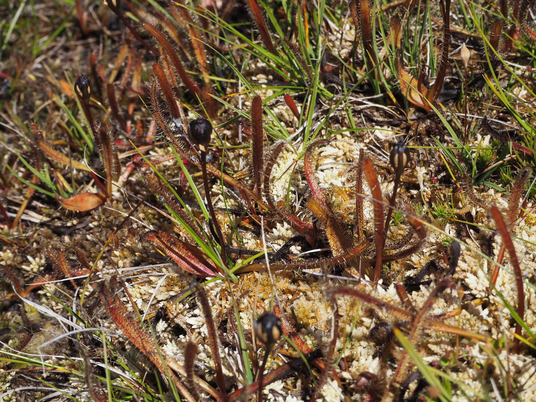 Image of Drosera arcturi Hook.