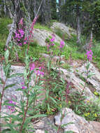 Image of Narrow-Leaf Fireweed