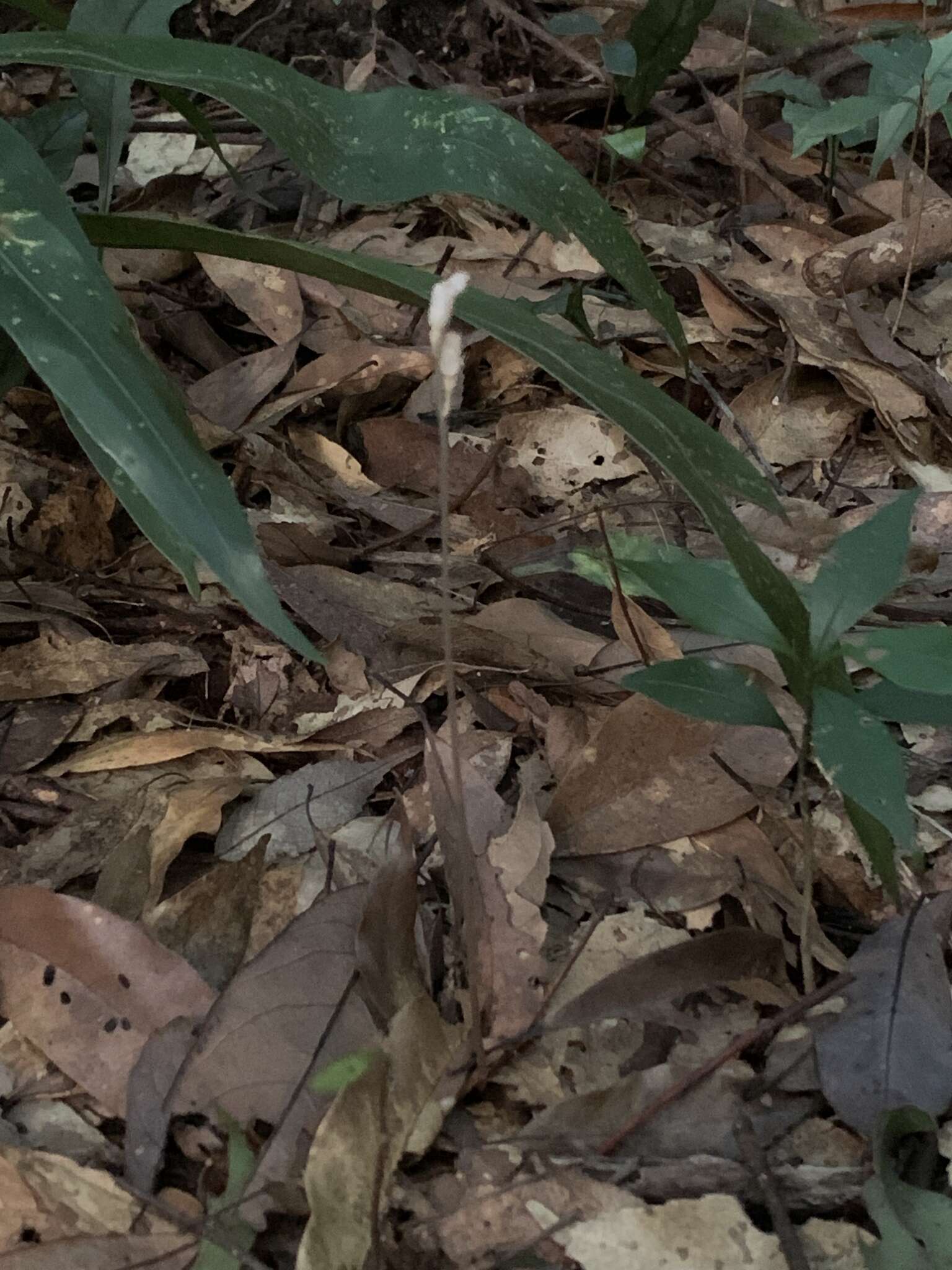 Image of Gastrodia peichatieniana S. S. Ying