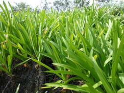 Image of Agapanthus praecox subsp. orientalis (F. M. Leight.) F. M. Leight.