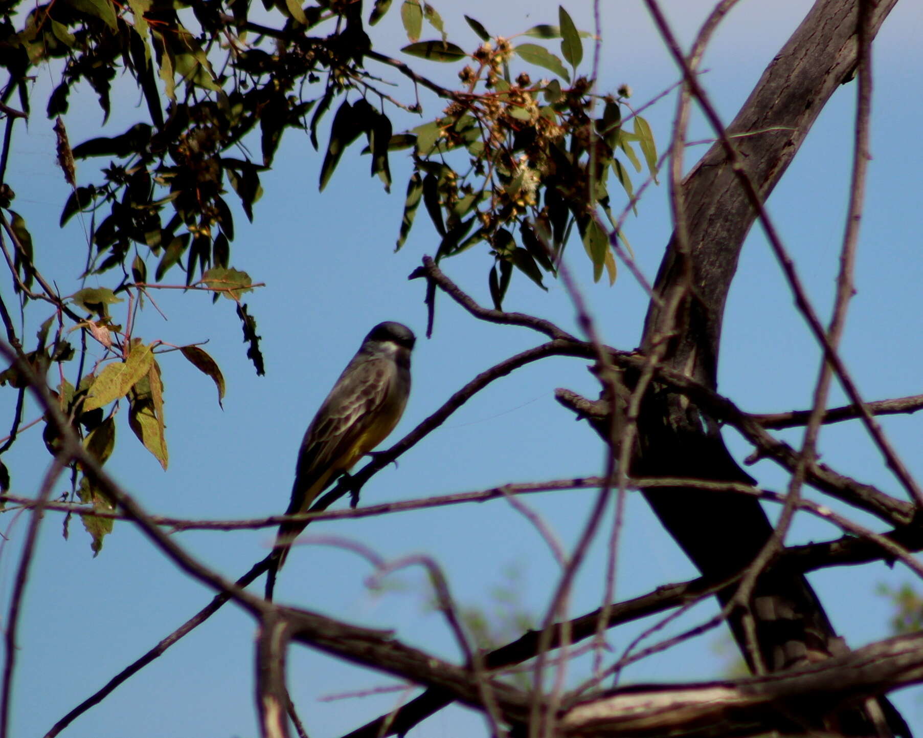 Image of Cassin's Kingbird