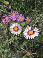 Image of Saldanha Bay felicia