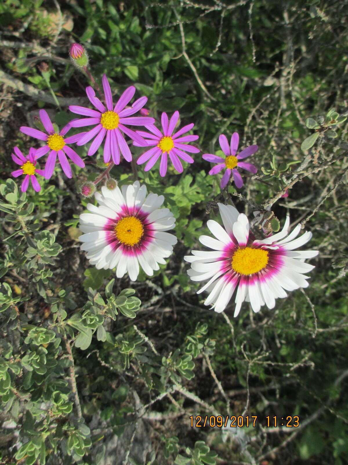 Image de Felicia elongata (Thunb.) O. Hoffm. ex A. Zahlbr.