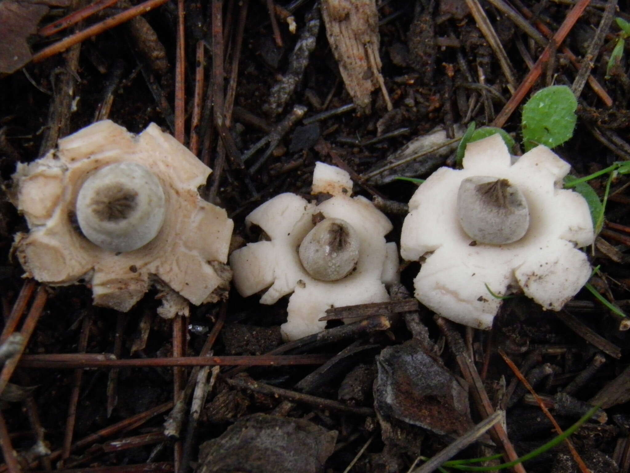 Image of Geastrum elegans Vittad. 1842