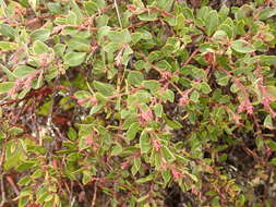 Image of manzanita