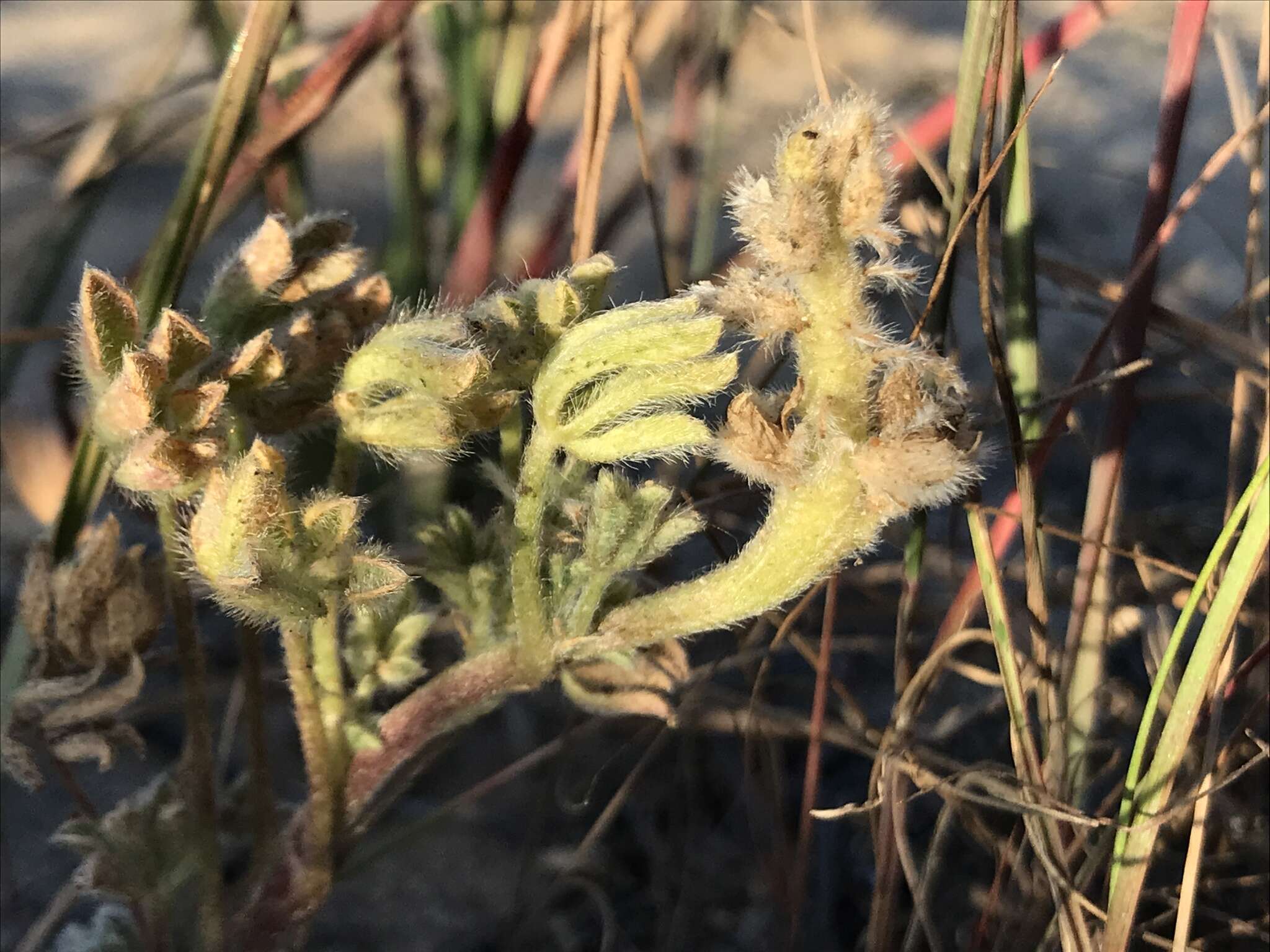 Image of Nipomo Mesa lupine