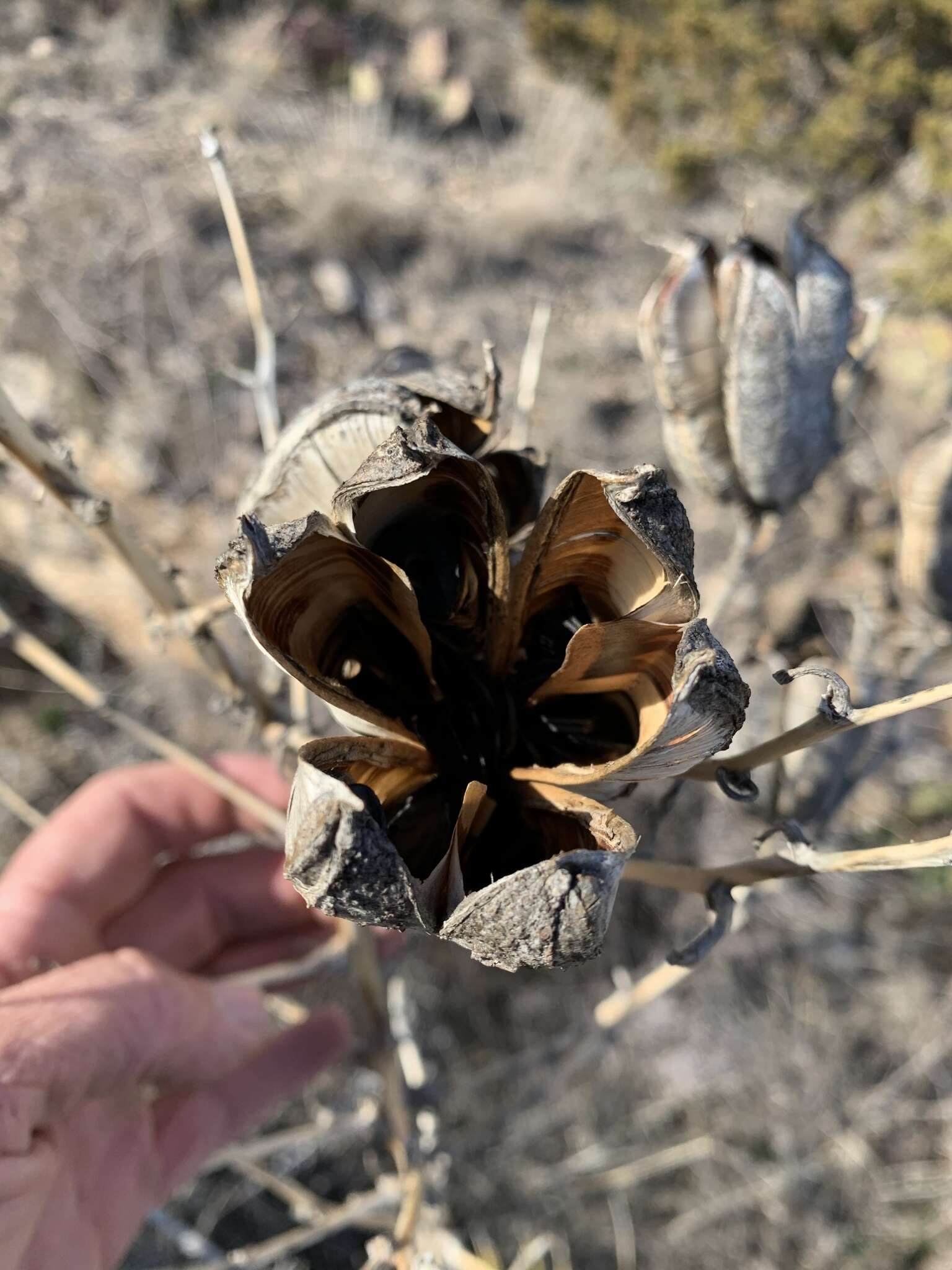 Image of plains yucca