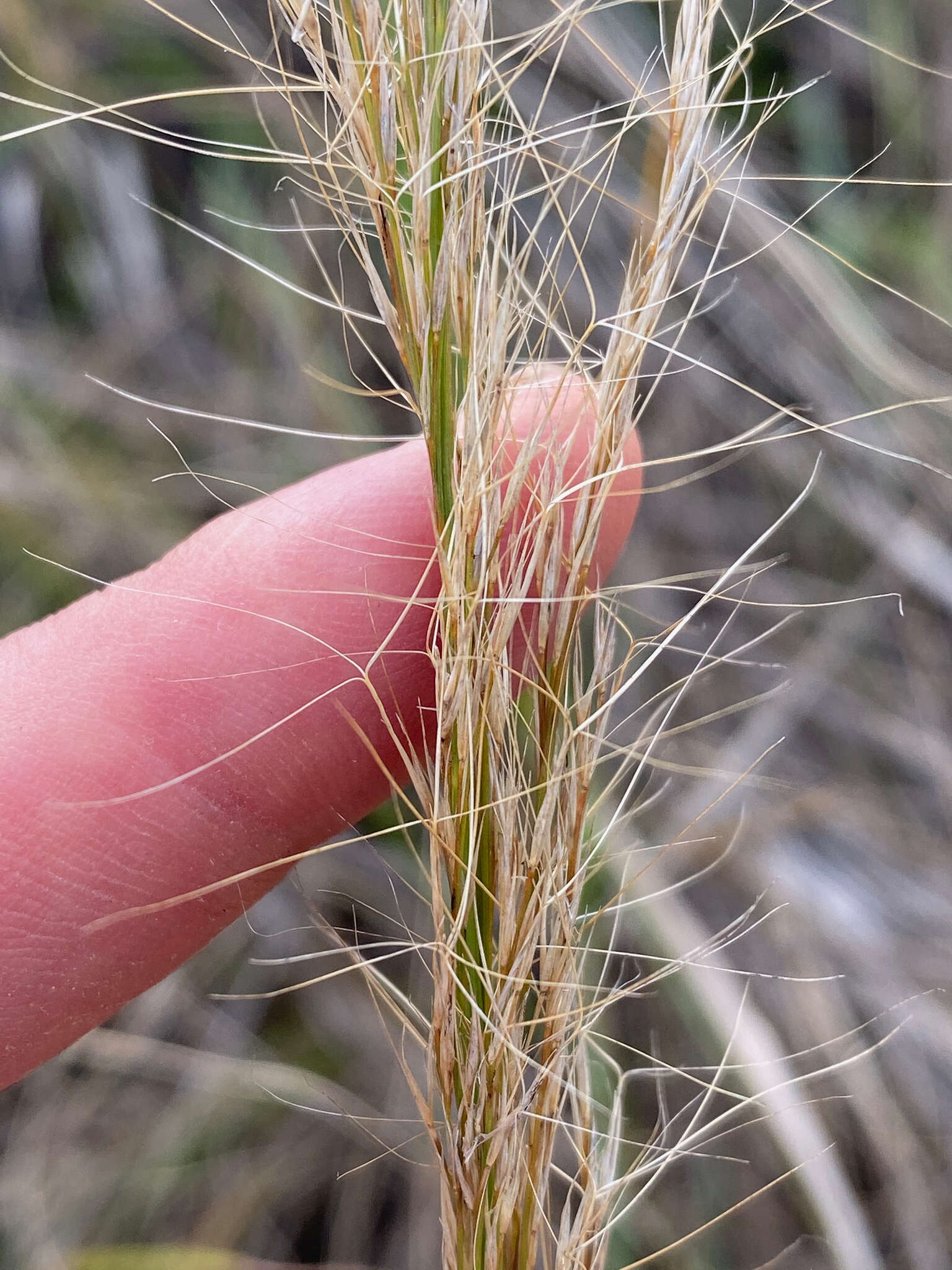 Image de Aristida rufescens Steud.