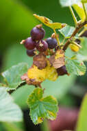 Image of Ribes fragrans Pall.