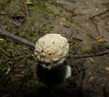 Plancia ëd Amanita stranella E.-J. Gilbert & Snell 1941