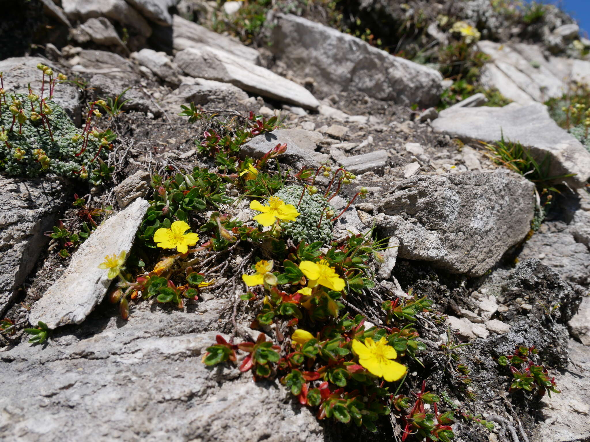 Imagem de Helianthemum alpestre (Jacq.) DC.