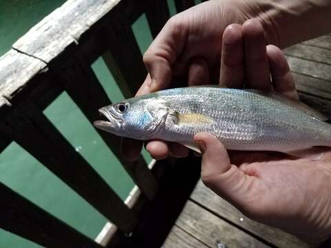 Image of Sand Seatrout