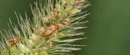 Image of Pachygrontha antennata (Uhler & P. R. 1860)