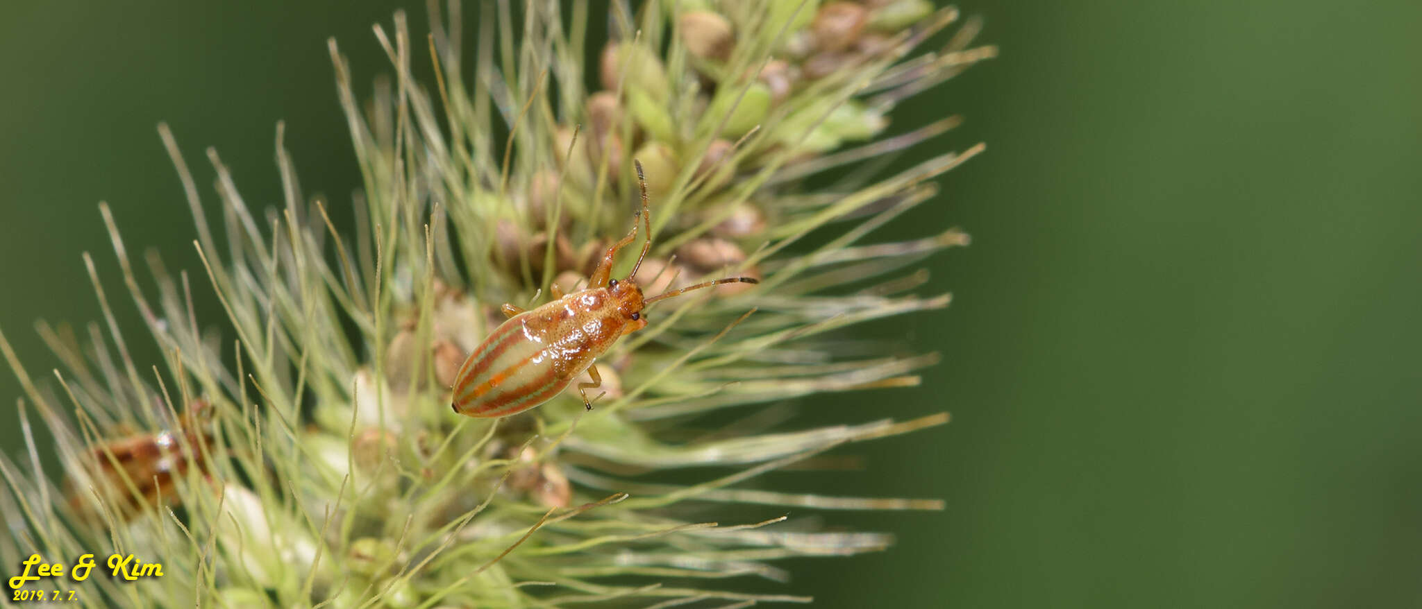 Image of Pachygrontha antennata (Uhler & P. R. 1860)