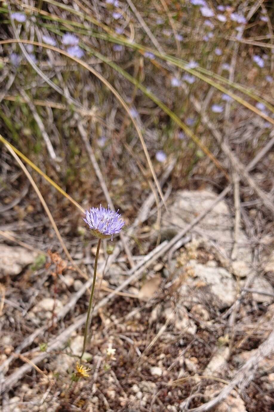 Image de Jasione montana subsp. montana