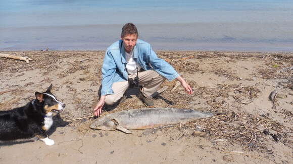 Image of Lake Sturgeon