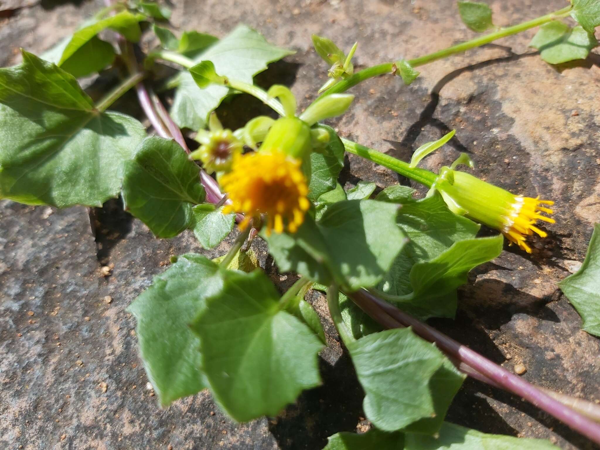 Sivun Senecio helminthioides (Sch. Bip.) Hilliard kuva