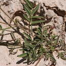 Image of Lessertia pauciflora Harv.