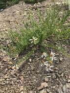 Image of Olympic Mountain aster