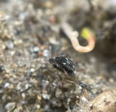 Image of Pseudovelia esakii Miyamoto 1959